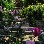 バラの写真集、バラの花園ご利用規約、無料写真素材について