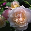 バラの花園、バラの写真集