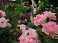 バラの花園